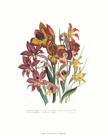 Gladiolas by Jane W. Loudon Pricing Limited Edition Print image