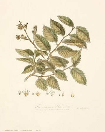 Tree Leaf And Fruit Studies by John Miller (Johann Sebastien Mueller) Pricing Limited Edition Print image