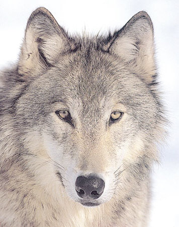 Wolf Head by Tom Brakefield Pricing Limited Edition Print image