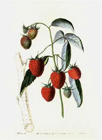 Raspberries by Sir John Lindley Pricing Limited Edition Print image