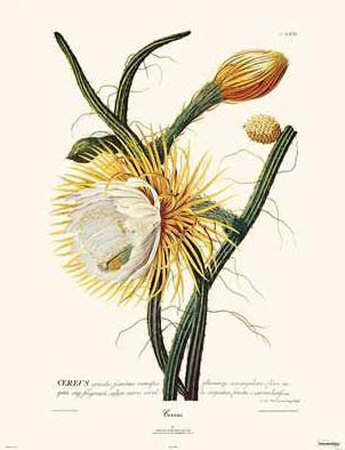 Cereus by Christoph Jacob Trew Pricing Limited Edition Print image