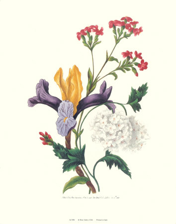 Purple Iris by Mary Lawrence Pricing Limited Edition Print image