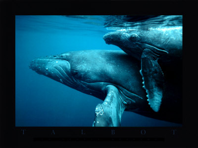 Petite Baleine by Bob Talbot Pricing Limited Edition Print image