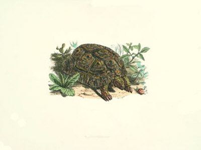 Common Land Tortoise by Bill Coleman Pricing Limited Edition Print image