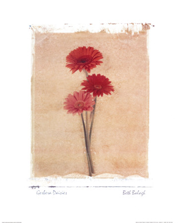 Gerbera Daisies by Beth Balogh Pricing Limited Edition Print image