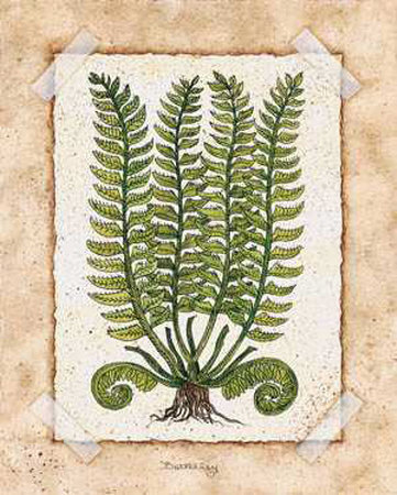Fern Ii by Robin Betterley Pricing Limited Edition Print image