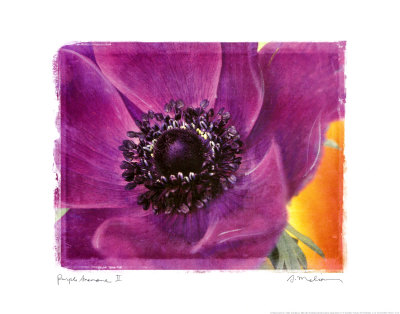 Purple Anemones Ii by Amy Melious Pricing Limited Edition Print image