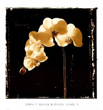 Flower Study I by James T. Murray Pricing Limited Edition Print image
