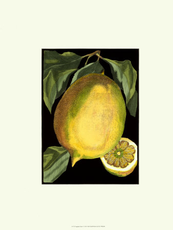 Fragrant Citrus I by Volkamer Pricing Limited Edition Print image