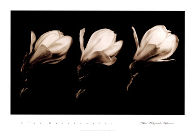 Three Magnolia Blossoms by Alan Majchrowicz Pricing Limited Edition Print image