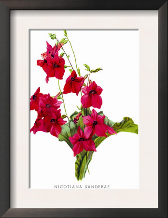 Nicotiana Sanderae by H.G. Moon Pricing Limited Edition Print image