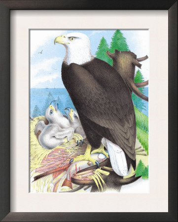The Bald Eagle by Theodore Jasper Pricing Limited Edition Print image
