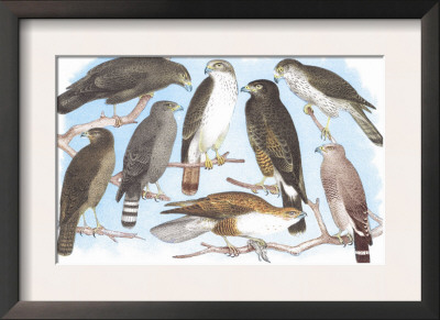 Coopers, Grubers, Harlan And Harris Buzzards, And Chicken Hawk by Theodore Jasper Pricing Limited Edition Print image