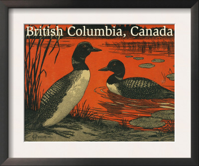 British Columbia, Canada - Loons, C.2009 by Lantern Press Pricing Limited Edition Print image