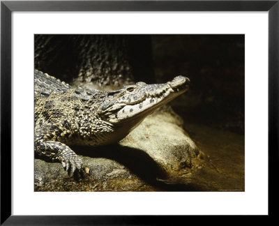 Cuban Crocodile, Bronx Zoo, Ny by Rudi Von Briel Pricing Limited Edition Print image