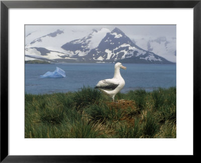 Albatross, Falkland Islands by Ernest Manewal Pricing Limited Edition Print image