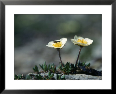 Mountain Avens, Ak by Ernest Manewal Pricing Limited Edition Print image
