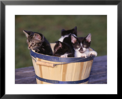 Kittens In Basket Outdoors by Greg Smith Pricing Limited Edition Print image