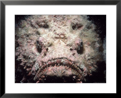 Poisonous Stonefish, Red Sea by Jeff Rotman Pricing Limited Edition Print image