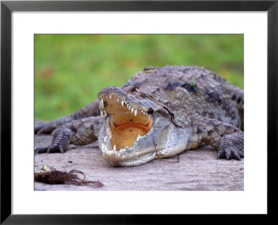 Crocodile, Mara River, Kenya by Elizabeth Delaney Pricing Limited Edition Print image