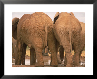 Rear View Elephants, Addo Elephant National Park, South Africa by Walter Bibikow Pricing Limited Edition Print image