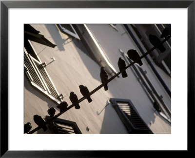 Silhouette Of Birds, Florence, Italy by Kindra Clineff Pricing Limited Edition Print image