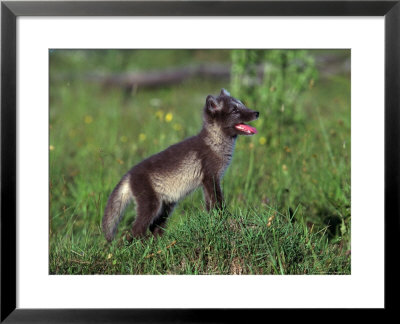 Arctic Fox Pup, Alopex Lagopus by Robert Franz Pricing Limited Edition Print image