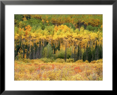 Forest In Autumn by Troy & Mary Parlee Pricing Limited Edition Print image