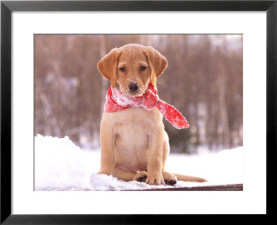 Puppy Sitting On Snow by Frank Siteman Pricing Limited Edition Print image
