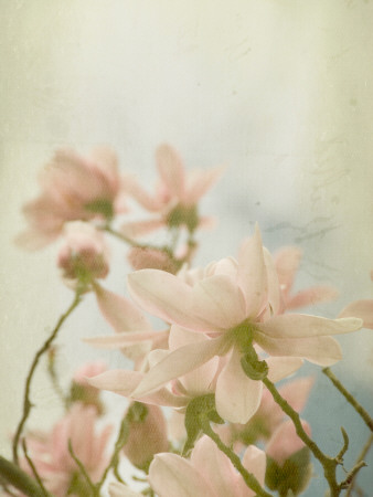 Sweet Magnolias by Tracy Edgar Pricing Limited Edition Print image