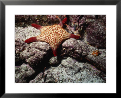 Panamic Cushion Star, Pentaceraster Cumingi by Ernest Manewal Pricing Limited Edition Print image