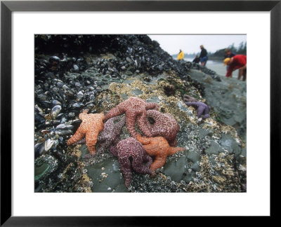 Tourist Inspect Tidal Life, Vancouver Island by Yvette Cardozo Pricing Limited Edition Print image