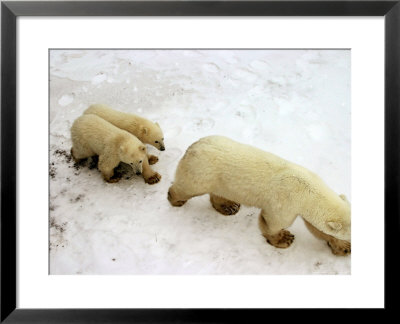 Polar Bear, Ursus Maritimus, Churchill, Manitoba by Yvette Cardozo Pricing Limited Edition Print image