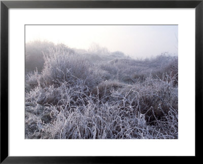Morning Fog, First Fog by Henryk T. Kaiser Pricing Limited Edition Print image