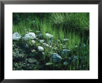 Baja, Mexico, Rocks At Edge Of Stream by Frank Staub Pricing Limited Edition Print image