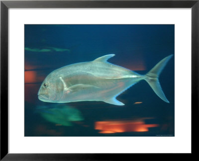 Aquarium At Stanley Park, Vancouver, Canada by Keith Levit Pricing Limited Edition Print image