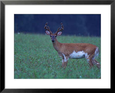 Wildlife by Fogstock Llc Pricing Limited Edition Print image