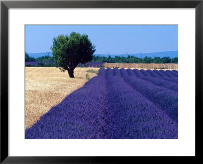 Fields Of Lavender by Fogstock Llc Pricing Limited Edition Print image