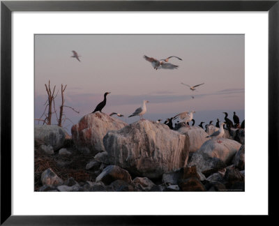 Lake, Birds by Keith Levit Pricing Limited Edition Print image