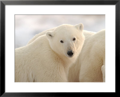 Polar Bears, Churchill, Northern Manitoba by Keith Levit Pricing Limited Edition Print image