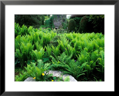 Ostrich Fern by Pernilla Bergdahl Pricing Limited Edition Print image