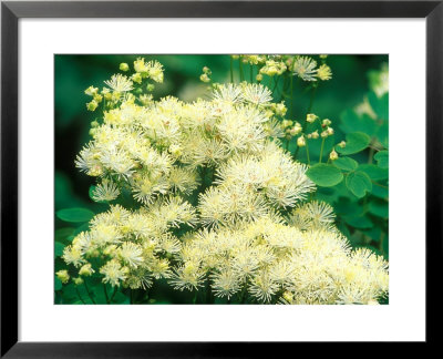 Thalictrum Aquilegifolium by Mark Bolton Pricing Limited Edition Print image