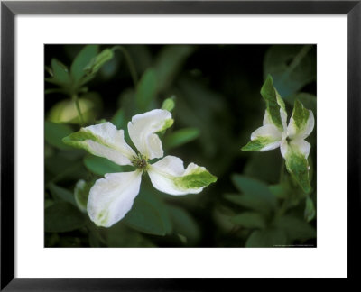 Clematis, Alba Luxurians (Viticella Group) by Mark Bolton Pricing Limited Edition Print image