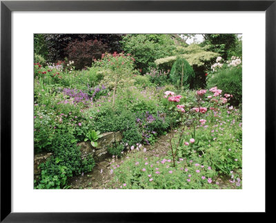 Raised Border Geranium, Campanula, Salvia, Rosa, East Lambrook Manor, Somerset by Mark Bolton Pricing Limited Edition Print image
