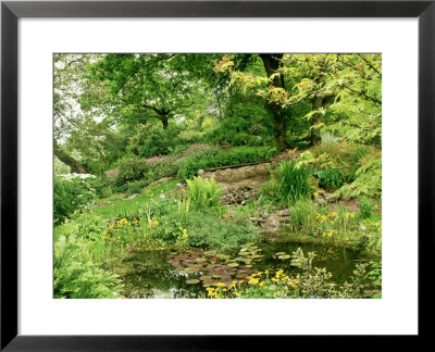 Wild Pond With Nymphaea, Caltha Palustris, Ferns & Grasses Windmill Cottage, Somerset by Mark Bolton Pricing Limited Edition Print image
