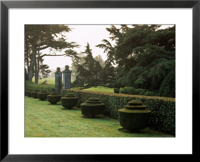 Yew Topiary, Misty View Across Italiante Garden Tapeley Park, Devon, Late Summer by Mark Bolton Pricing Limited Edition Print image