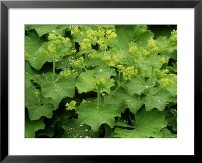 Alchemilla Mollis (Ladys Mantle) by Mark Bolton Pricing Limited Edition Print image