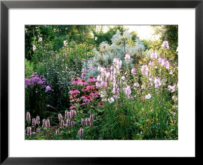 Coneflower And Greek Mallow by Mark Bolton Pricing Limited Edition Print image