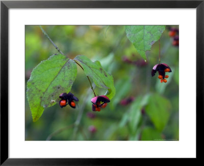 Euonymous Oxyphyllus (Red Flowers) by Mark Bolton Pricing Limited Edition Print image