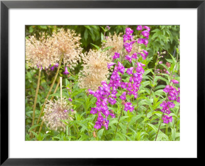 Penstemon And Allium, Pink Flowers And Seedheads In Late Summer by Mark Bolton Pricing Limited Edition Print image